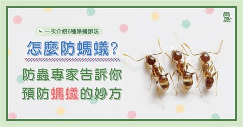 廚房小螞蟻|怎麼防螞蟻？螞蟻大軍怕什麼？居家螞蟻防治專家告訴你預防螞蟻。